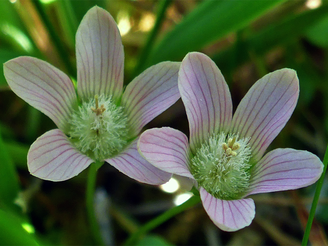 Two pale pink flowers