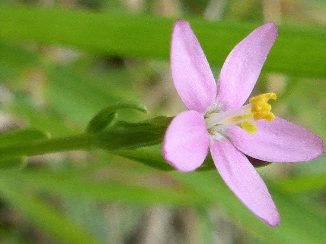 Pink petals and yellow anthers