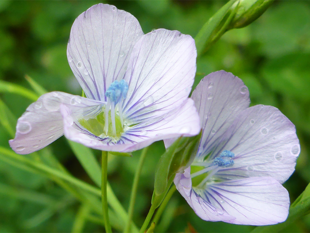 Two pale-coloured flowers