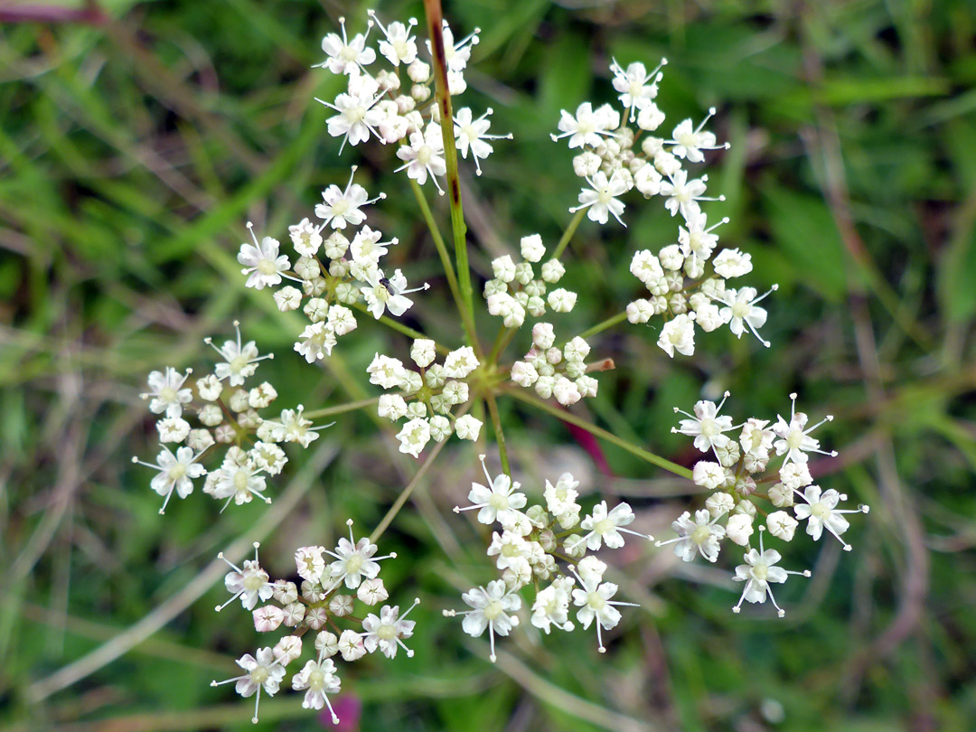 Flat-topped inflorescence