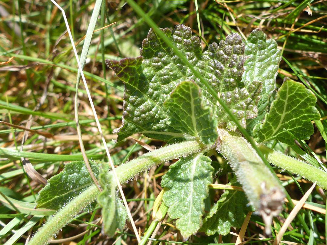 Leaves and hairy stem