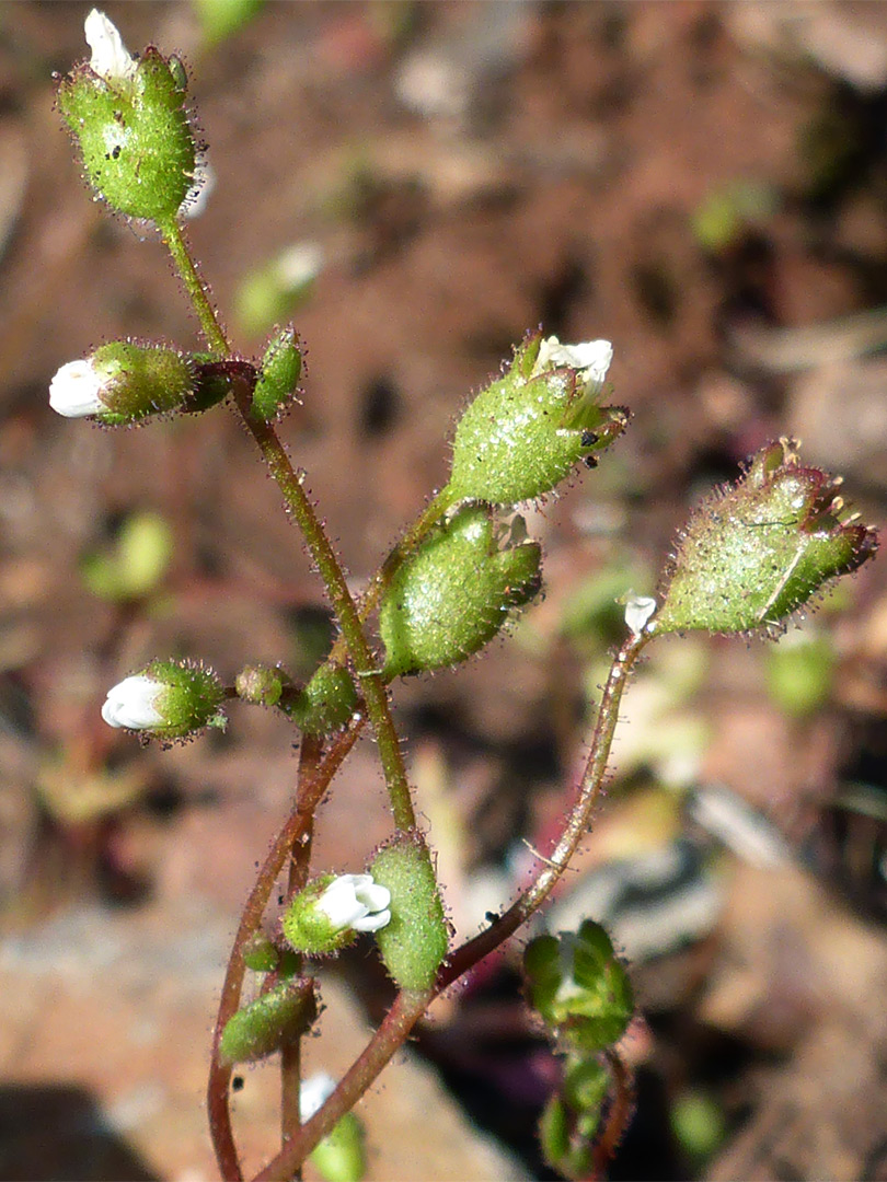 Rue-leaved saxifrage