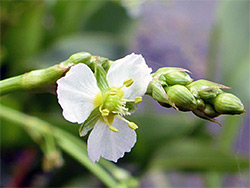 Common water-plantain