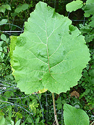 Irregularly-toothed leaf