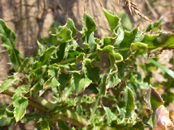Spiny leaves