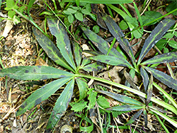 Palmate leaves