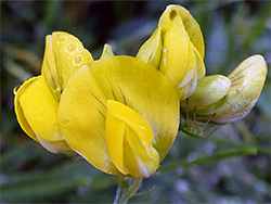 Meadow vetchling
