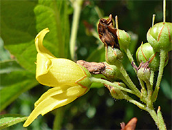 Flower and fruits