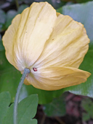 Underside of a flower