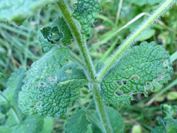 Stem and leaves