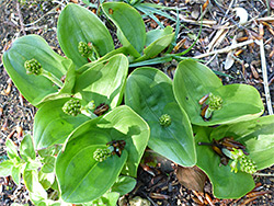 Common twayblade - stems