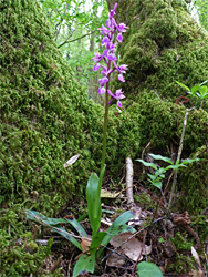 Orchid on a mossy tree