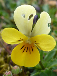 Pale and dark yellow petals
