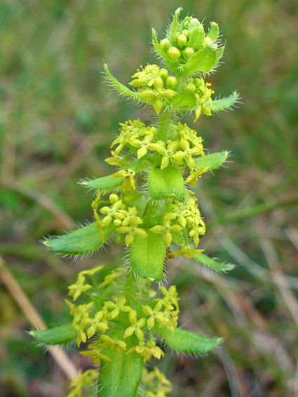 Crosswort (cruciata laevipes), Darren Fawr, Powys