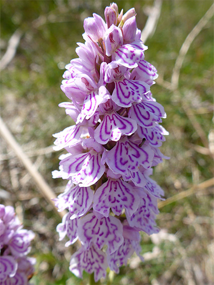 Dactylorhiza maculata (heath spotted orchid), Holdstone Down, Devon