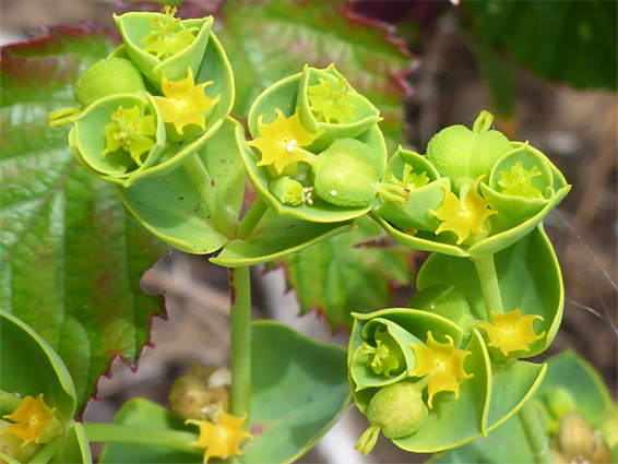 Euphorbia portlandica (Portland spurge), Llangennith Burrows, Swansea
