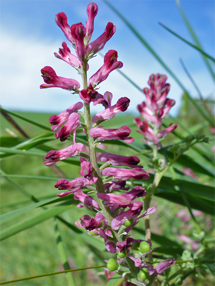 Fumaria officinalis (common fumitory), High Clear Down, Wiltshire