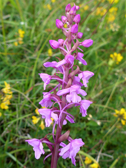 Gymnadenia conopsea (fragrant orchid), Selsley Common, Goucestershire