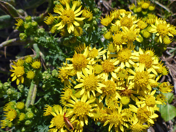 Common ragwort (jacobaea vulgaris), Nash Point, Vale of Glamorgan