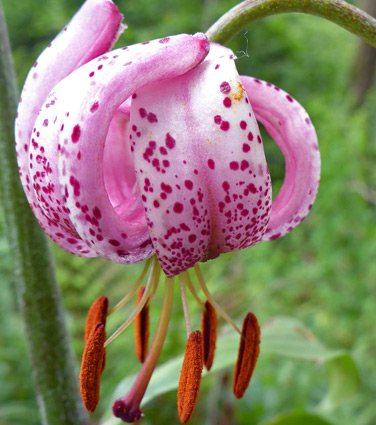 Martagon lily