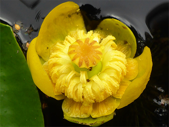 Nuphar lutea (yellow water-lily), Highclere Park, Hampshire