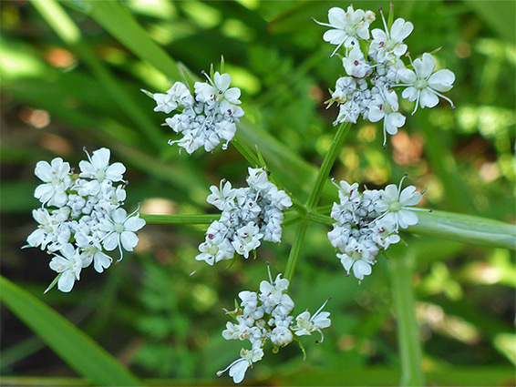 Fine-leaved water dropwort (oenanthe aquatica), The Sturts Nature Reserve, Herefordshire