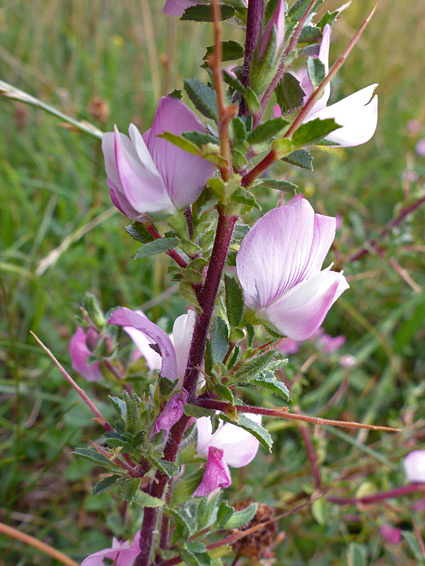 Spiny restharrow (ononis spinosa), Parsonage Down, Wiltshire