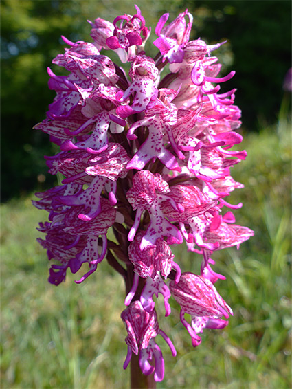 Lady-monkey orchid (orchis x angusticruris), Hartslock Nature Reserve, Oxfordshire