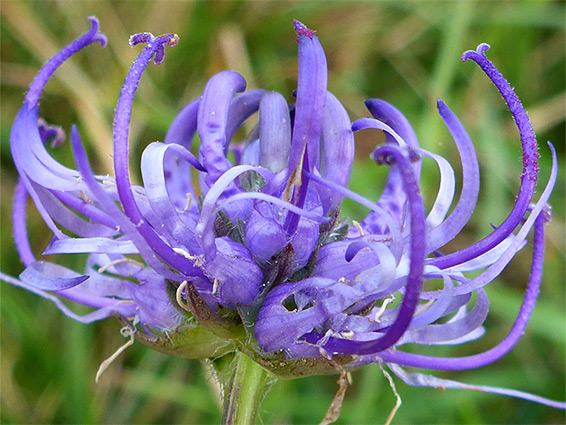 Phyteuma orbiculare (round-headed rampion), Roundway Hill, Wiltshire