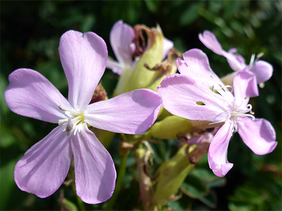 Saponaria officinalis (soapwort), Merthyr Mawr, Bridgend