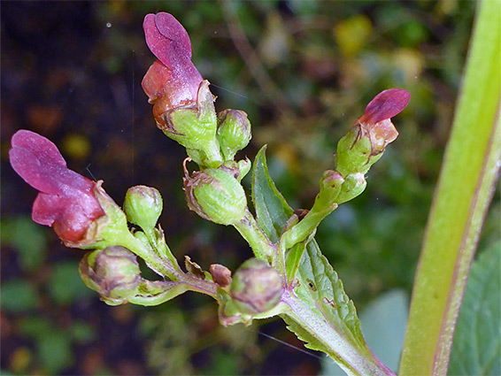Common figwort (scrophularia nodosa), Puxton Moor, Somerset
