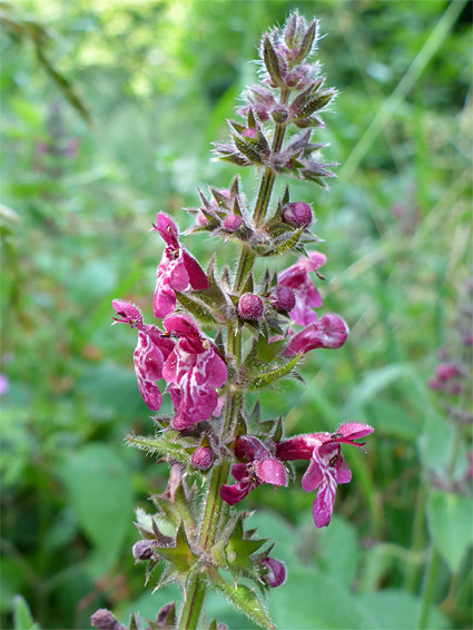 Hedge woundwort (stachys sylvatica), Old London Road Nature Reserve, Gloucestershire