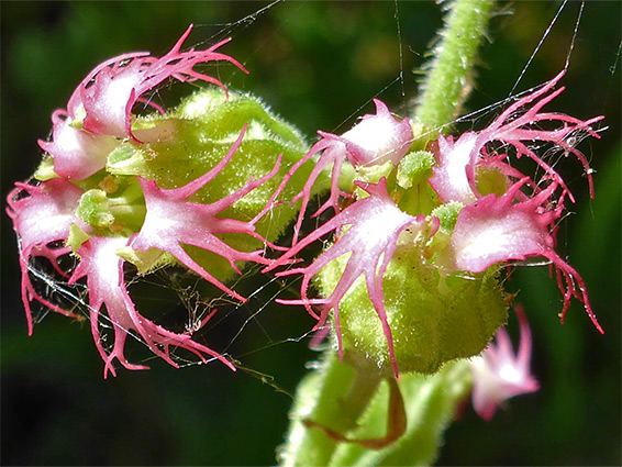 Tellima grandiflora (fringecups), Watersmeet, Devon