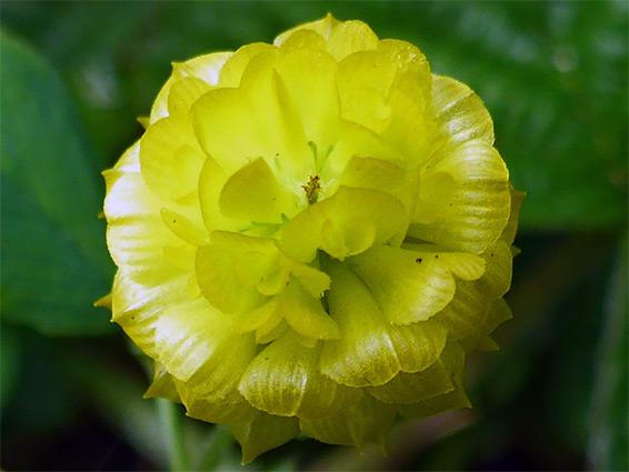 Trifolium campestre (hop trefoil), Kenfig National Nature Reserve, Bridgend