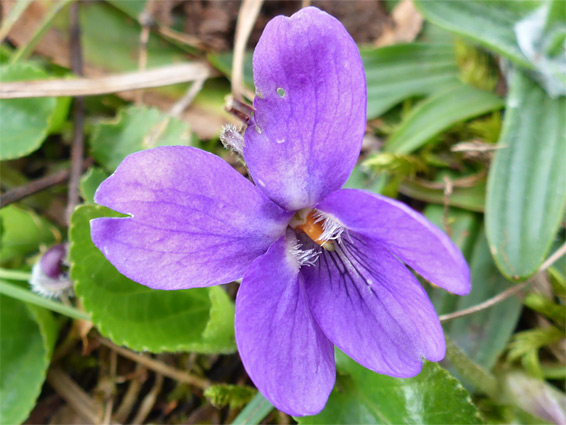 Viola odorata, sweet violet, White Rocks Nature Reserve, Herefordshire