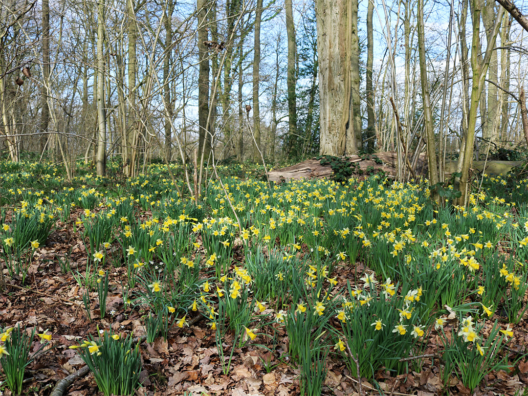 Many daffodils