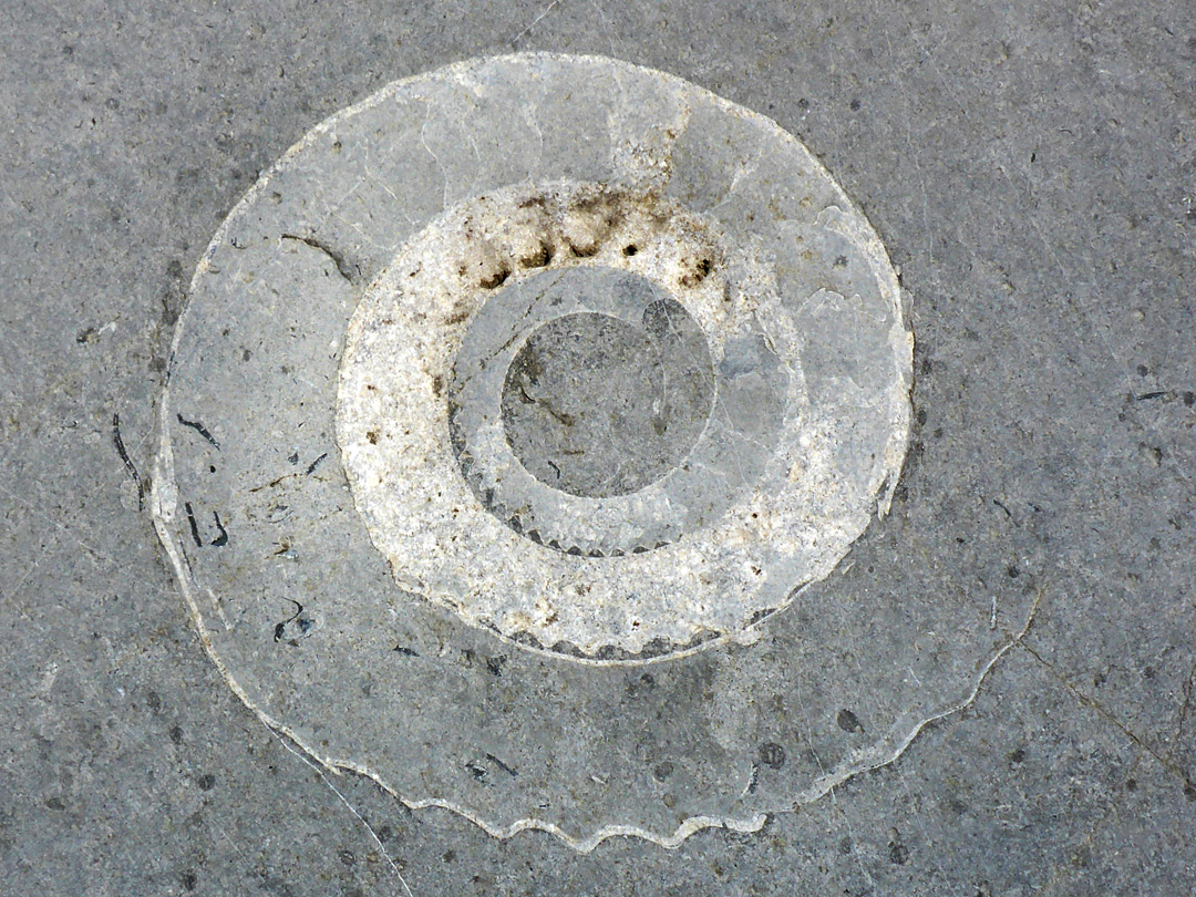 Ammonite, partly crystalline