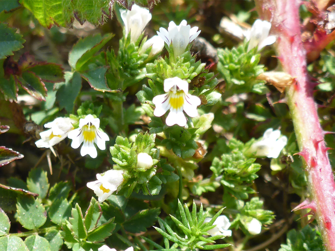 Flowers and small, clustered leaves
