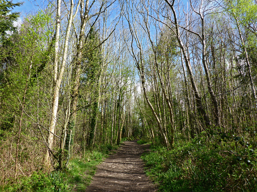 Greyfield Wood