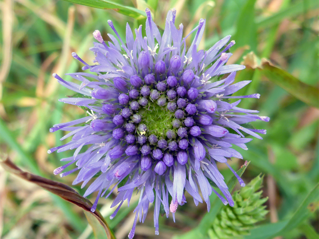Purple-blue flowerhead
