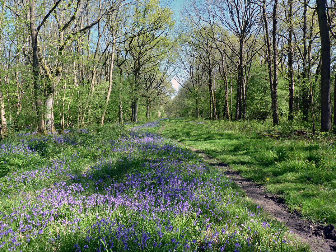 Bluebells in Long Trench