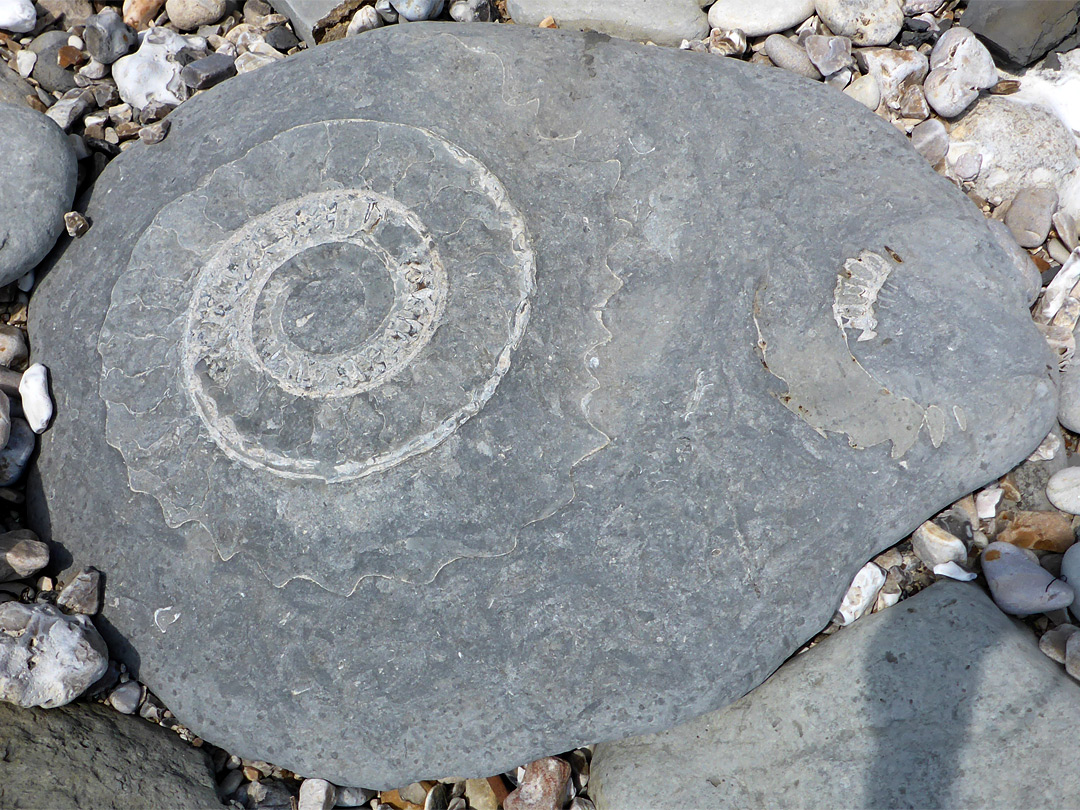 Large and small ammonites