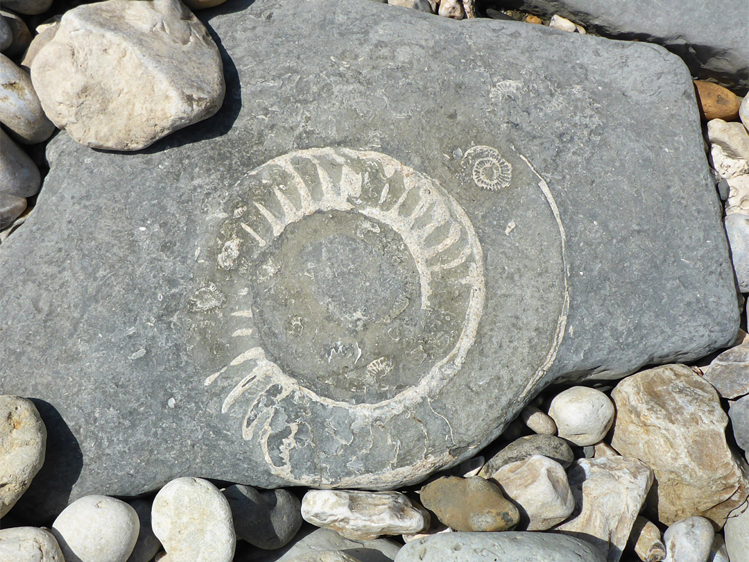Two ammonites