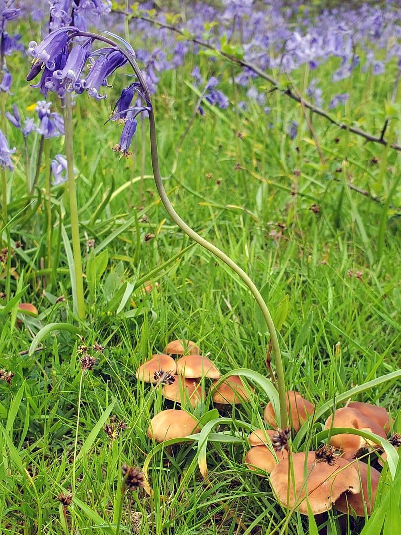 Bluebell and mushrooms