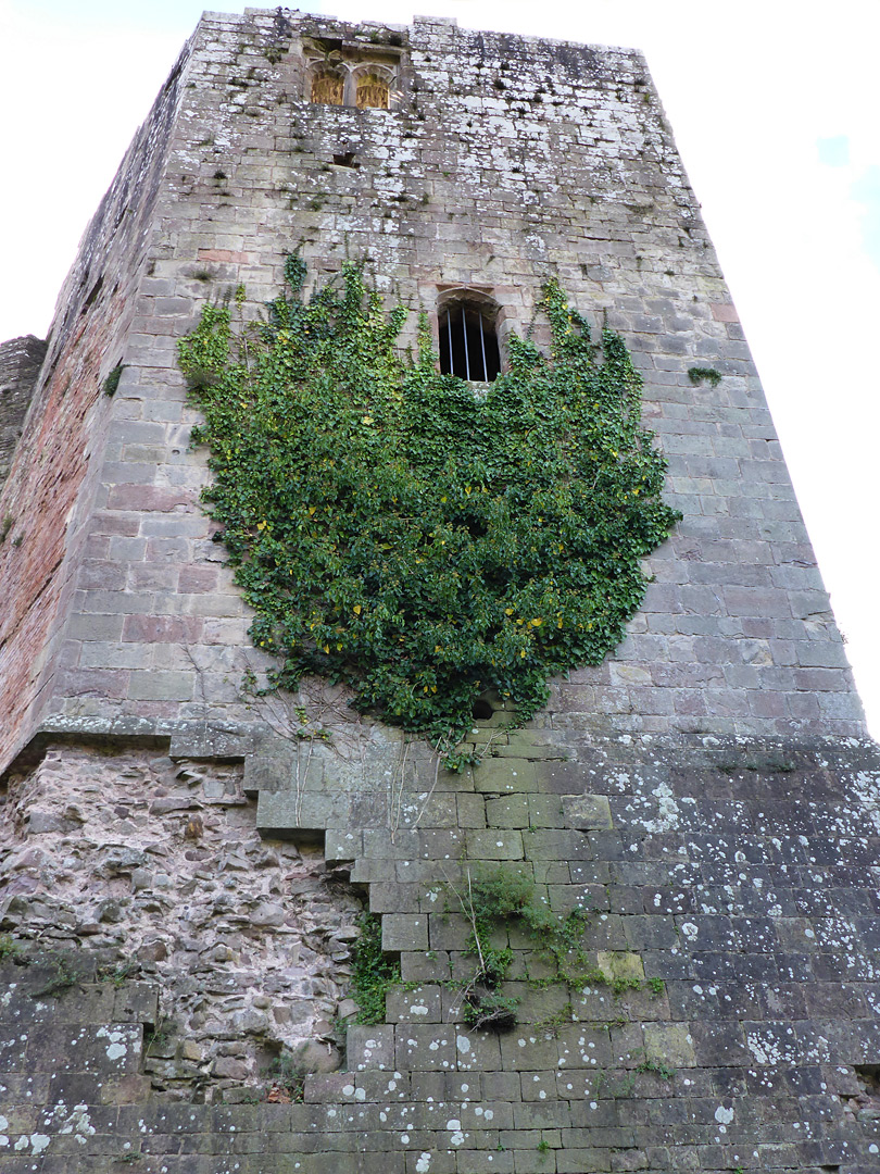 Ivy on the great tower