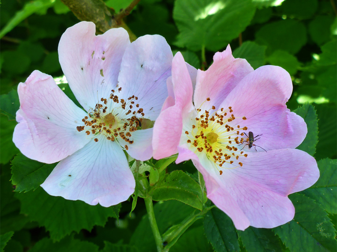 Two flowers of dog rose