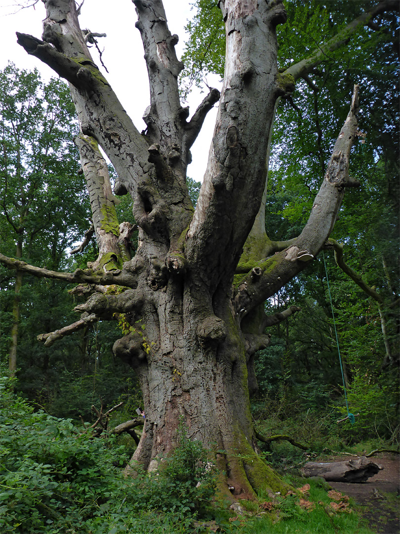 Large beech tree