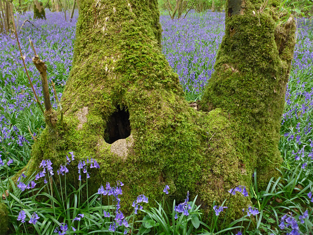 Bluebells and mossy tree