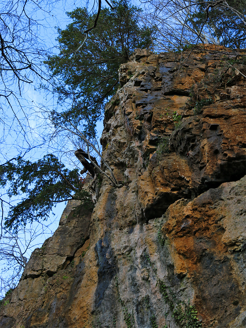 Tree above cliff