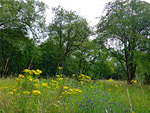 Charfield Meadow